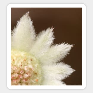 Feathery flannel flower ... real close Sticker